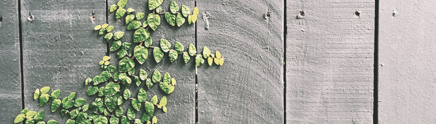 plants on wall