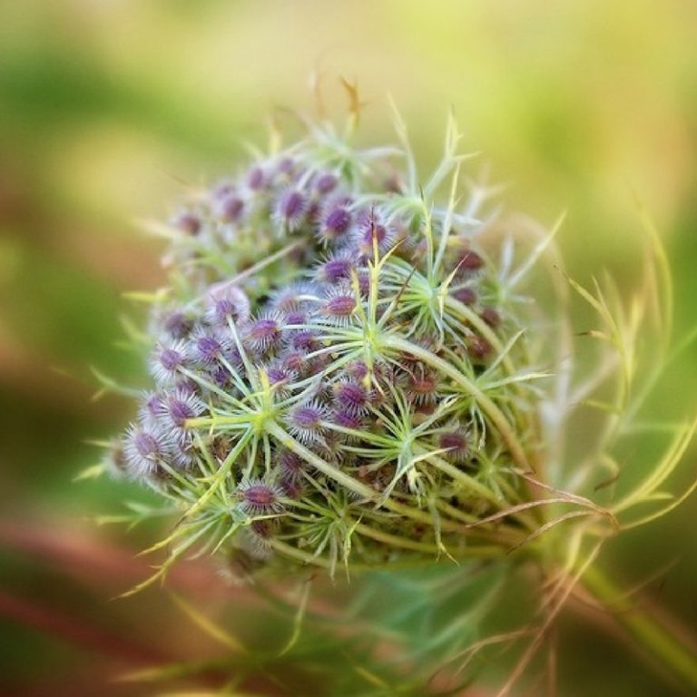 Hydrosols hydrating treatments for the skin