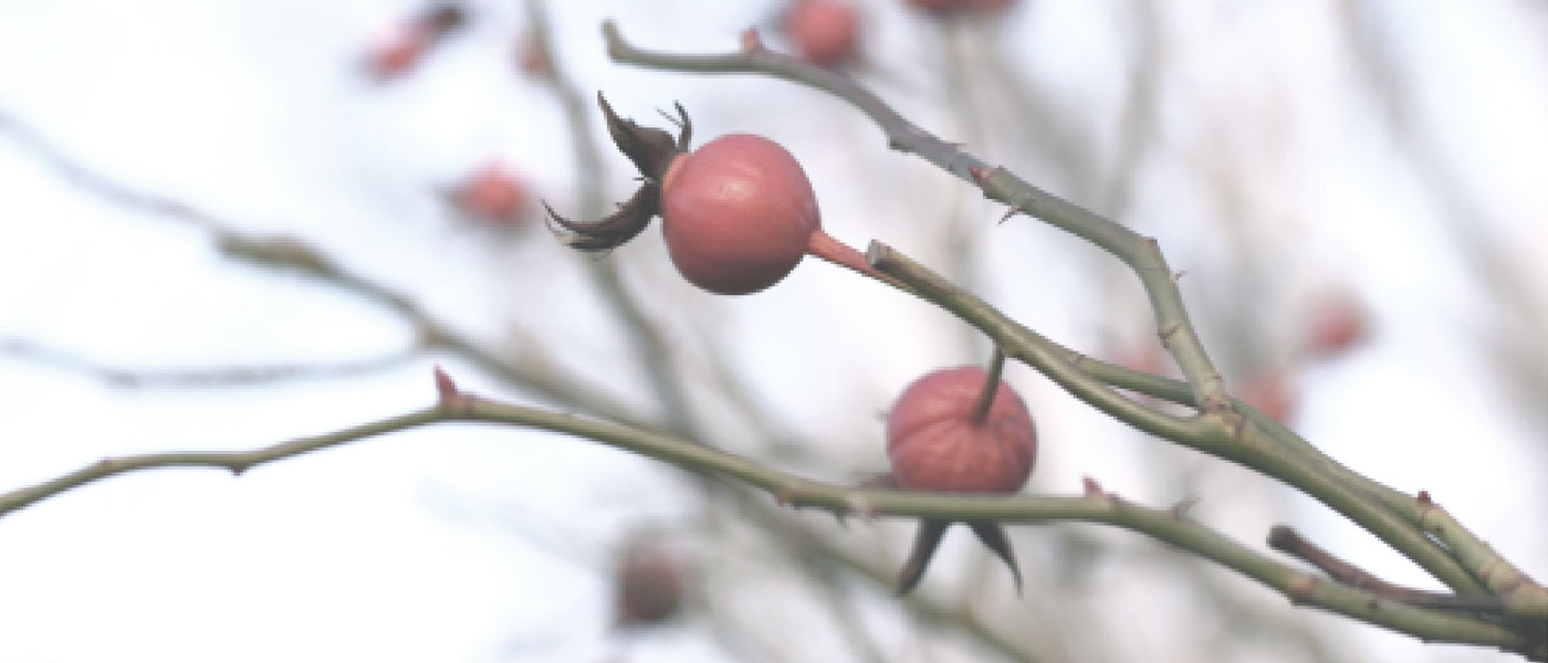 rosehips in winter on bush in snow